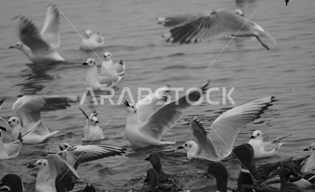   صوره بالأسود والابيض لمجموعه من طيور النورس في البحر, البحث عن الطعام, خلفيات طائر النورس, صور طبيعه 