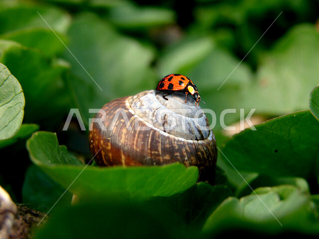 حشرة الدعسوقه فوق الحلزون, خلفيات طبيعيه خلابه, صوره خلابه للطبيعه, حشرات متنوعه في الطبيعه الخضراء