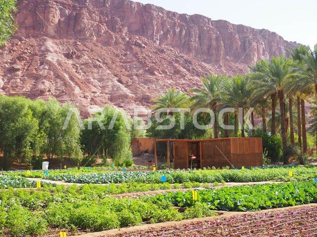 Daimumah Oasis, AlUla, Saudi Arabia