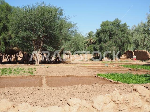 واحة ديمومة، العلا، المملكة العربية السعودية