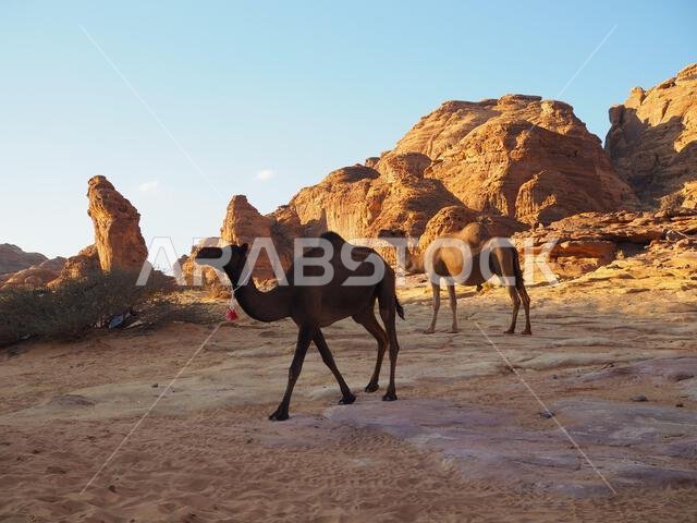 Wadi AlNaam, AlUla, Saudi Arabia