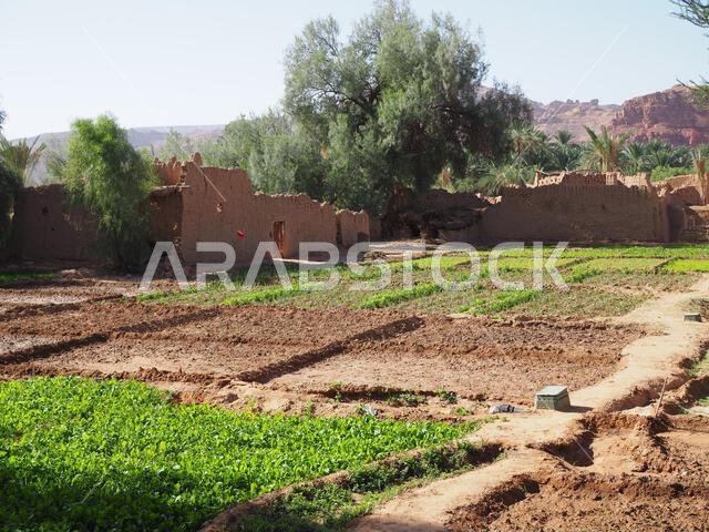 Daimumah Oasis, AlUla, Saudi Arabia