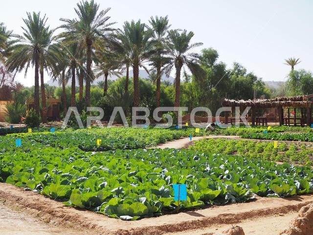 واحة ديمومة، العلا، المملكة العربية السعودية