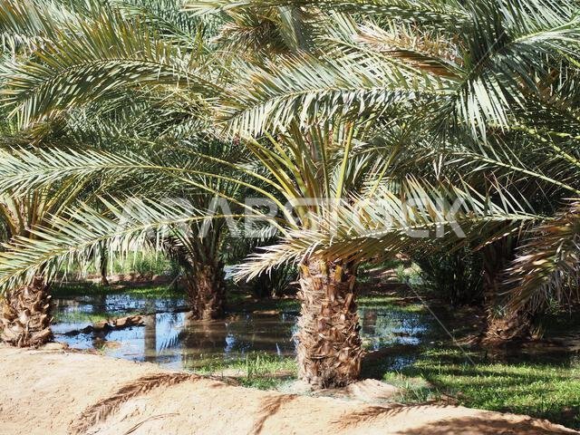 واحة ديمومة، العلا، المملكة العربية السعودية