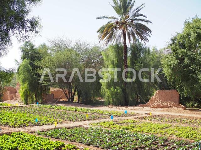 واحة ديمومة، العلا، المملكة العربية السعودية واحة ديمومة، العلا، المملكة العربية السعودية