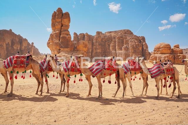 مجموعة من الجمال، مقاعد جاهزة للسياح، تسير في صحراء العلا في يوم مشمس ساطع، تفاصيل عن قرب