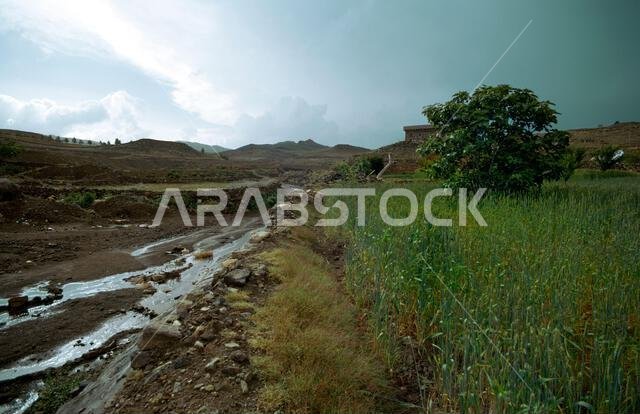 Asir Saudi Arabia Agriculture Crops Growing