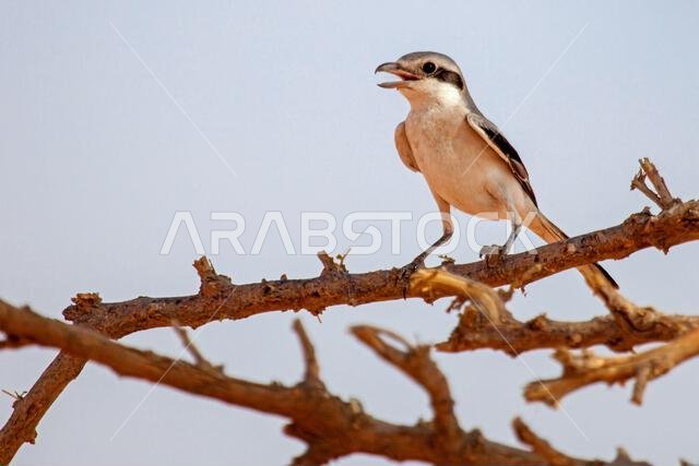 طائر القرقس جاثم على غصن ويغني، المملكة العربية السعودية
