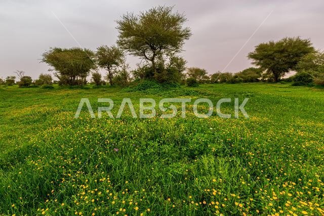Lush desert landscape after rains, Rawdat Khuraim near Riyadh, Saudi Arabia