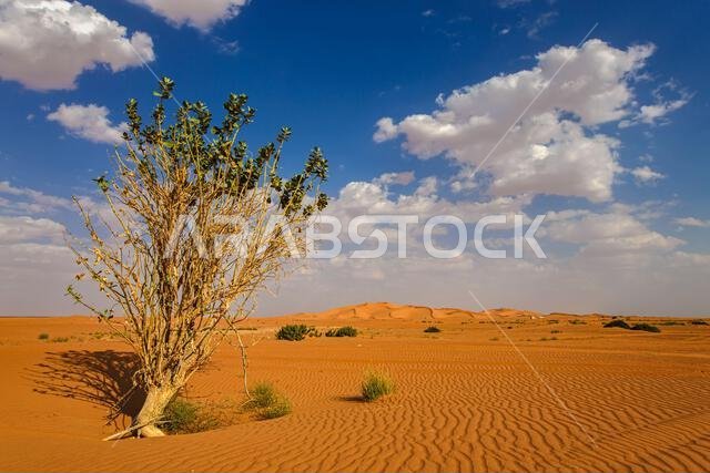 Lone tree in desert landscape, Saudi Arabia