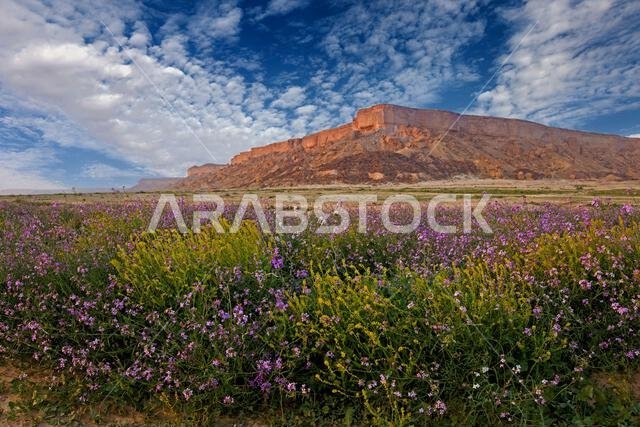 Lush desert landscape with wildflowers, Saudi Arabia