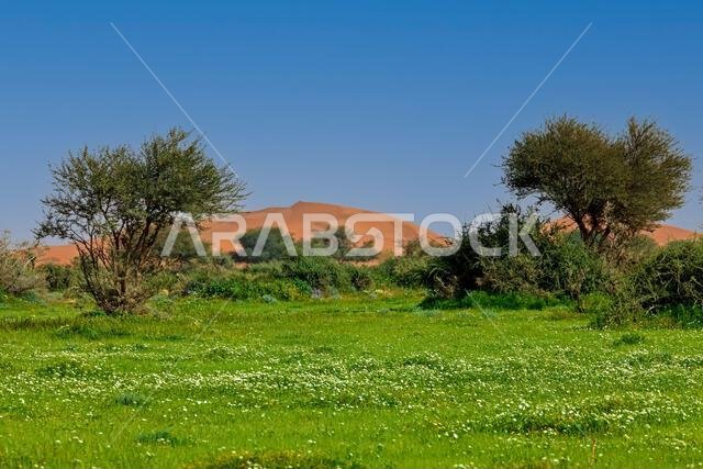 Lush desert landscape after rains, Ghailana, Rawdat Khuraim, Saudi Arabia