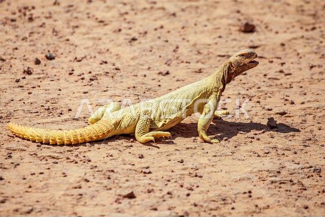 Spiny-tailed lizard in the desert, Saudi Arabia