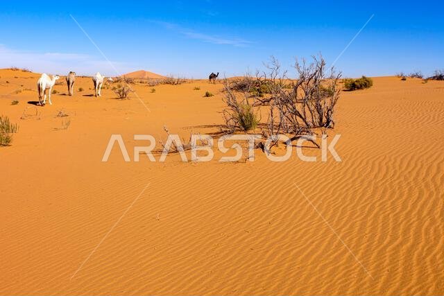 Four camels walking in desert landscape, Saudi Arabia