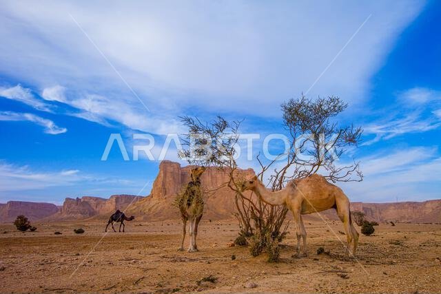 Three camels in front of Jabal Tuwaiq, Saudi Arabia