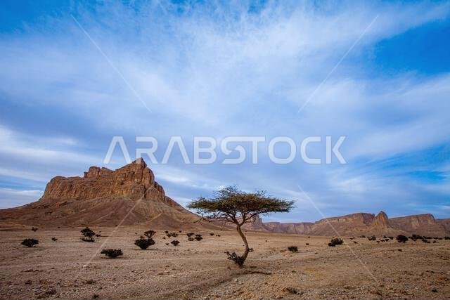 Lone tree in front of Jabal Tuwaiq in desert, Saudi Arabia