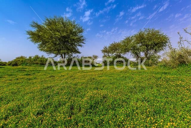 Lush desert landscape after rains, Ghailana, Rawdat Khuraim, Saudi Arabia