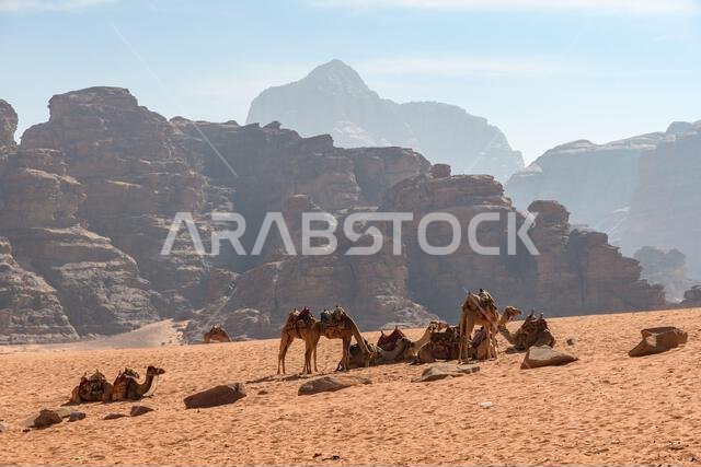 وادي رم، الأردن - 19 ديسمبر 2022: قافلة جمال تستريح بين الصخور المهيبة في رمال وادي رم في الأردن. وادي رم، الأردن - 19 ديسمبر 2022: قافلة جمال تستريح بين الصخور المهيبة في رمال وادي رم في الأردن.
