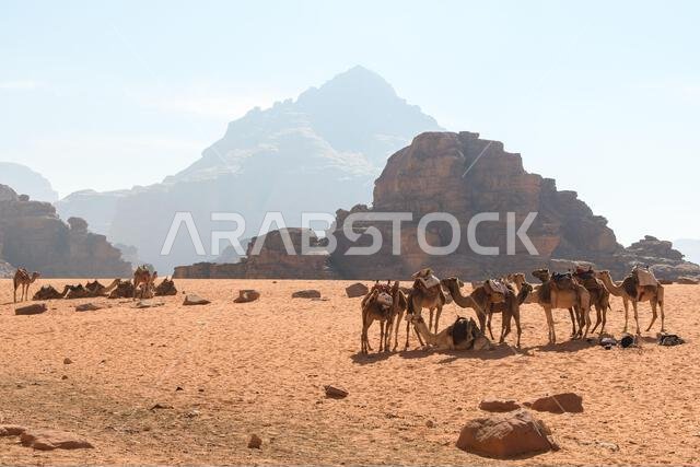 وادي رم، الأردن - 19 ديسمبر 2022: قافلة جمال تستريح بين الصخور المهيبة في رمال وادي رم في الأردن.