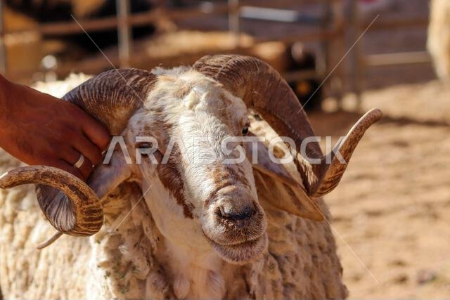 The head and horns of a large male sheep (goat, lamb) in Amman, Jordan - Eid al-Adha Al-Mubarak in sheep pens in Muslim and Arab countries (Qurban)