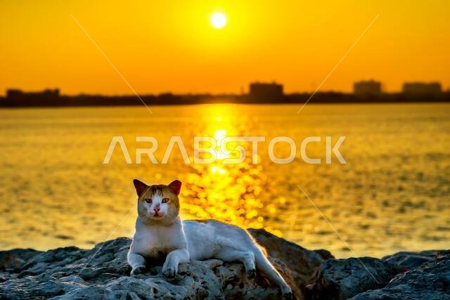 As the sun rose above the horizon, casting a warm glow over the sky and the water, a cat was enjoying the peaceful scenery. He was sitting on a rock n