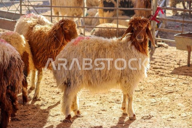 خروف عربي يقف في حظيرة الأغنام (أضحية في عيد الأضحى المبارك) عمّان، الأردن - حظائر الأغنام والماعز والحملان في الدول الإسلامية والعربية