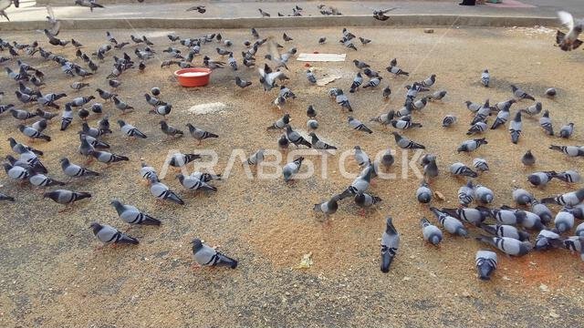 انقض سرب كبير من الحمام الرمادي على الطعام المتناثر على الأسفلت قرب مكة المكرمة في المملكة العربية السعودية. وبدا أن الطيور غير مبالية بحركة المرور و...