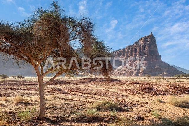 Desert erosion formations near Dadan tombs with tree in the foreground, Al Ula, Madain Saleh, Saudi Arabia