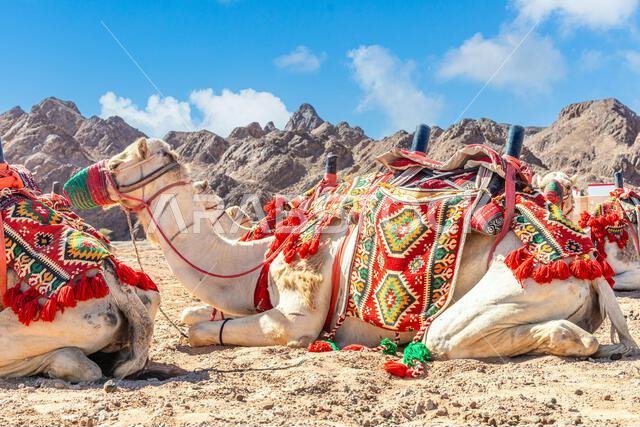 Harnessed riding camels resting in the desrt, Al Ula, Saudi Arabia