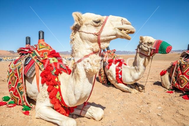 Harnessed riding camels resting in the desert, Al Ula, Saudi Arabia8