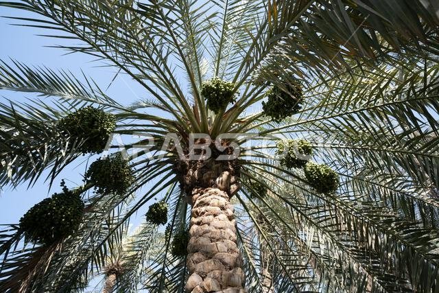 صورة لشجرة نخيل التمر مع ثمارها الخضراء المبكرة