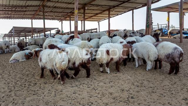 Group of goats on their farm, A goat farm where people come to buy the goat. Dammam, Saudi Arabia .