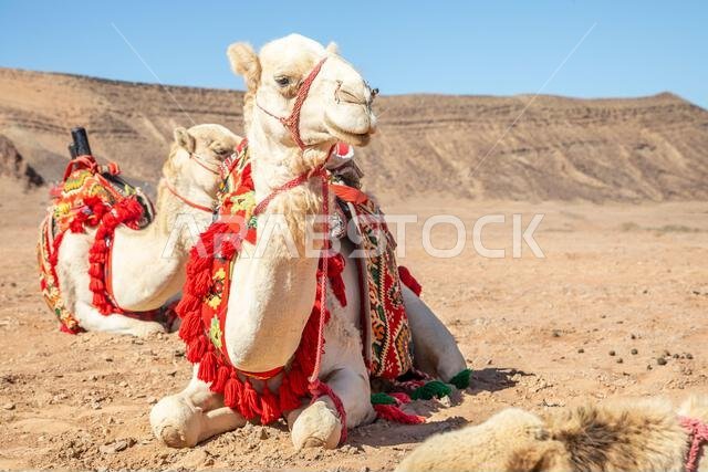 Harnessed riding camels resting in the desert, Al Ula, Saudi Arabia