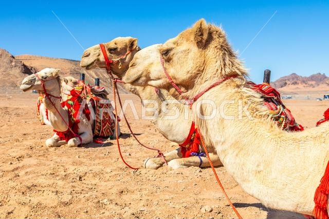 Harnessed riding camels resting in the desrt, Al Ula, Saudi Arabia