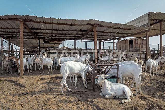 مجموعة من الماعز في مزرعتهم، مزرعة ماعز يأتي إليها الناس لشراء الماعز. الدمام، المملكة العربية السعودية. مجموعة من الماعز في مزرعتهم، مزرعة ماعز يأتي إليها الناس لشراء الماعز. الدمام، المملكة العربية السعودية.