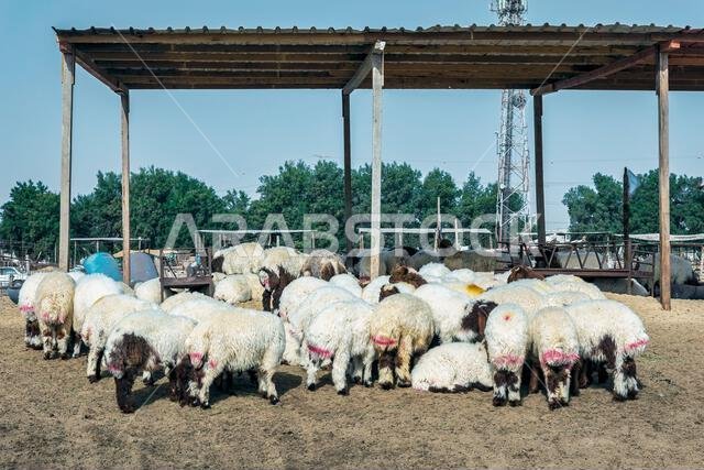 مجموعة من الماعز في مزرعتهم، مزرعة ماعز يأتي إليها الناس لشراء الماعز. الدمام، المملكة العربية السعودية.
