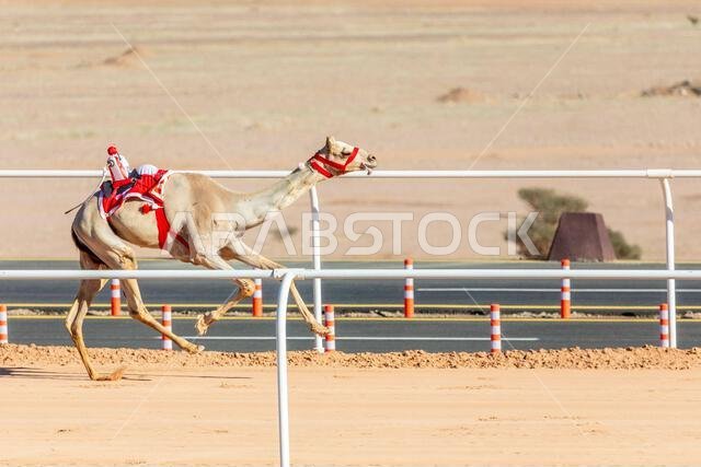 Camel racing for the king's cup, Al Ula, Saudi Arabia