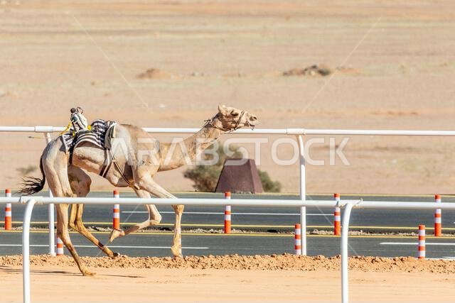Camel racing for the king's cup, Al Ula, Saudi Arabia