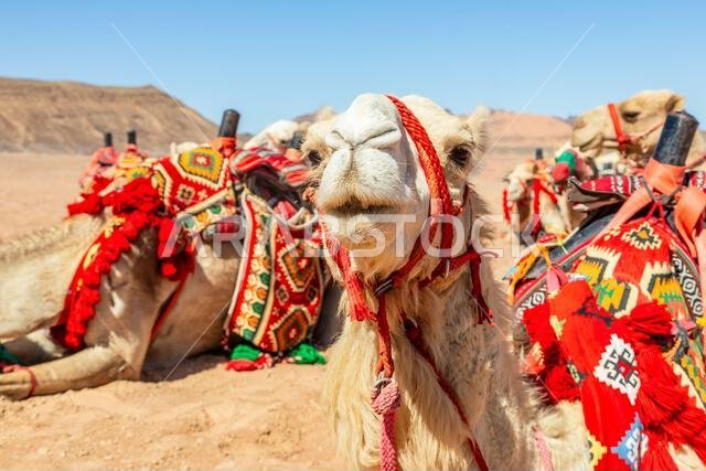 Harnessed cute riding camels resting in the desert, Al Ula, Saudi Arabia