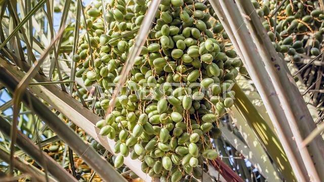 تمر أخضر نيء على شجرة نخيل الدمام، المملكة العربية السعودية