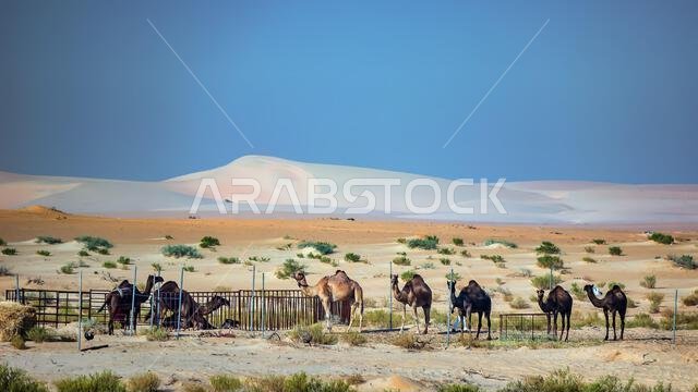 Group of Camels near Dammam Desert Area. Saudi Arabia. Group of Camels near Dammam Desert Area. Saudi Arabia.