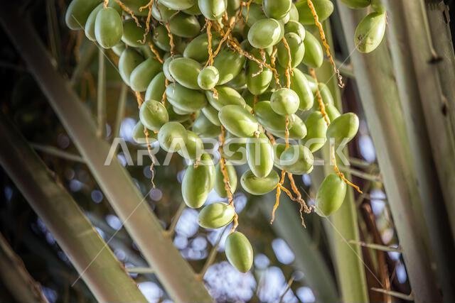 Raw green dates on the palm tree Dammam Saudi Arabia