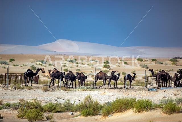 مجموعة من الجمال بالقرب من منطقة صحراء الدمام. المملكة العربية السعودية.