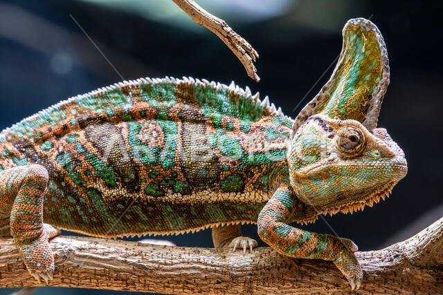 a Veiled chameleon. it is a species of chameleon native to the Arabian Peninsula in Yemen and Saudi Arabia. have a casque on the head a Veiled chameleon. it is a species of chameleon native to the Arabian Peninsula in Yemen and Saudi Arabia. have a casque on the head