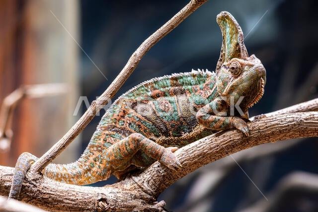 a Veiled chameleon. it is a species of chameleon native to the Arabian Peninsula in Yemen and Saudi Arabia. have a casque on the head a Veiled chameleon. it is a species of chameleon native to the Arabian Peninsula in Yemen and Saudi Arabia. have a casque on the head