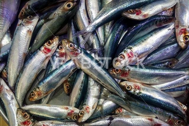 سمك السردين الطازج في سوق السمك بالدمام.