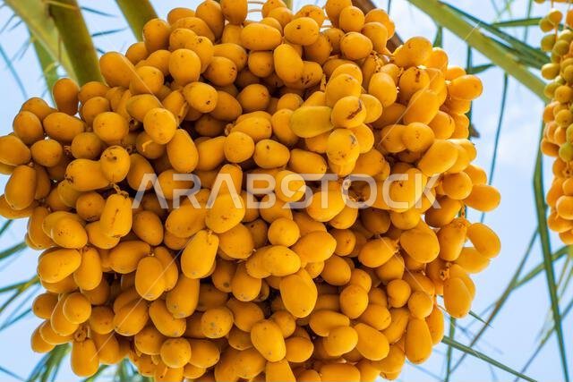 Bunch of fresh dates on a tree