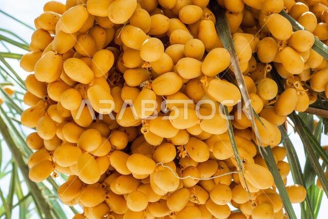 Close up of yellow bunch of date fruits on a tree in the Dubai