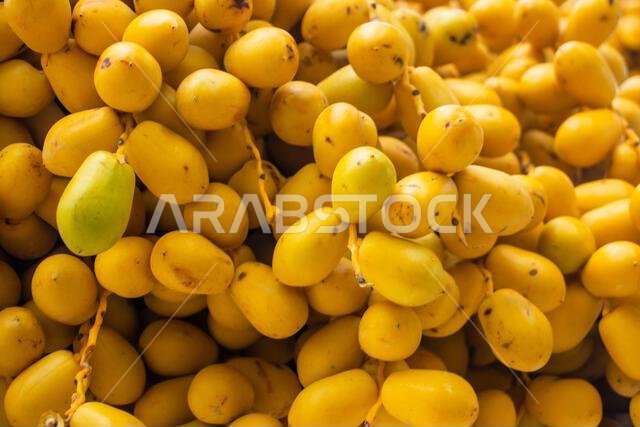 Close up of fresh dates in the orchard