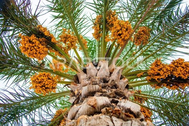 Date fruit bunches hanging on a tree in the Dubai
